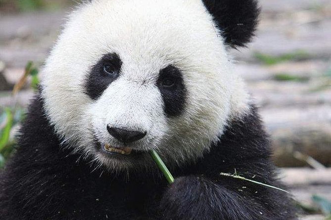 1-Day Chengdu Panda Base and Leshan Giant Buddha GROUP Tour - Meeting the Leshan Giant Buddha