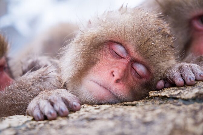 1-Day Snow Monkeys, Zenko-ji Temple & Sake in Nagano - Zenko-ji Temple gives the morning some weight