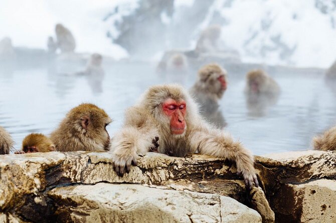 1-Day Snow Monkeys, Zenko-ji Temple & Sake in Nagano - The forest trail is the price of seeing the monkeys