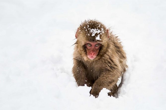 1-Day Snow Monkeys, Zenko-ji Temple & Sake in Nagano - Guides make the packed schedule easier
