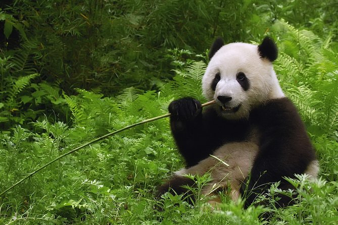 All-inclusive Private Day Trip: Hutongs, Lama Temple & Panda House with Lunch - A busy but well-planned Beijing day