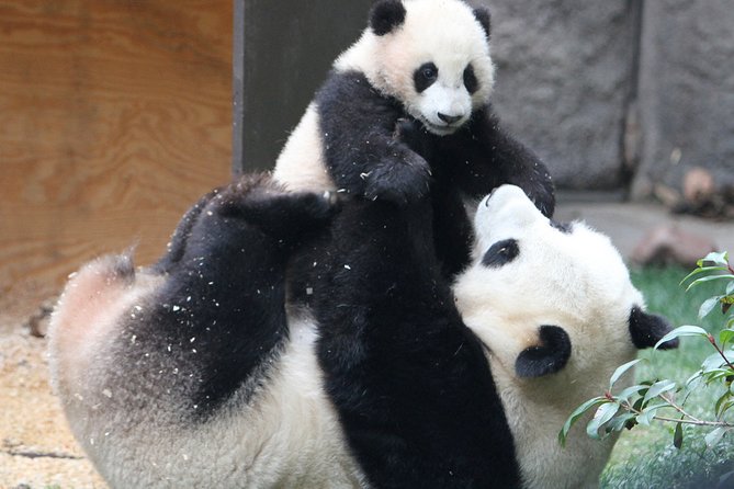 All-inclusive Private Day Trip: Hutongs, Lama Temple & Panda House with Lunch - Is $125 a fair price?