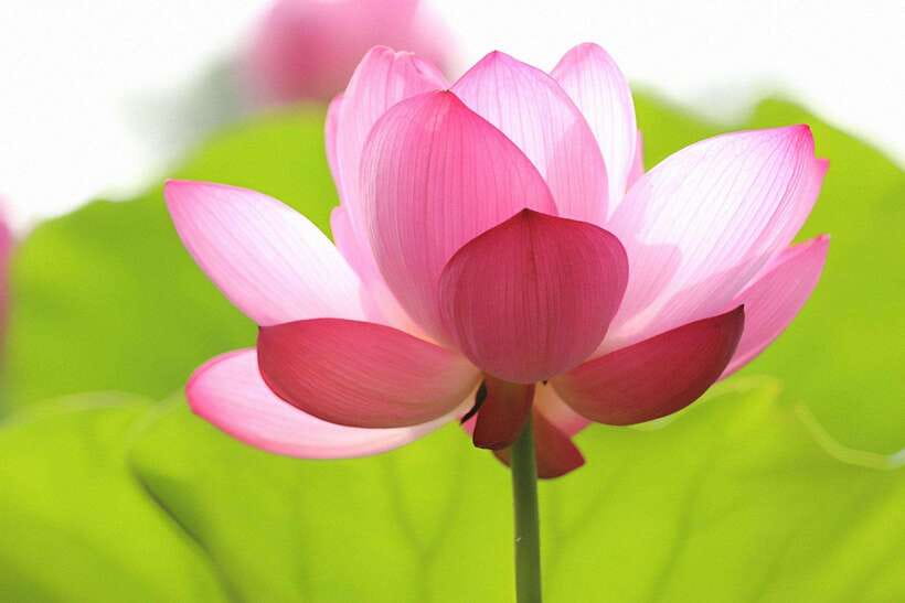 Angkor Silk Farm & Lotus Silk Farm: Siem Reap Discovery Tour - Who will enjoy this four-hour outing