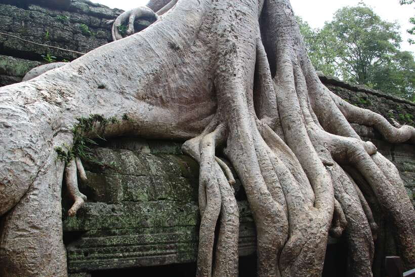Angkor Wat Full-Day Private Tour with Sunset - Ta Prohm, where stone meets jungle