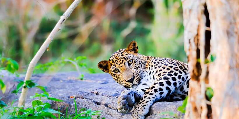 Anuradhapura: Full-Day Wilpattu All Inclusive Private Safari - Key points to know before booking