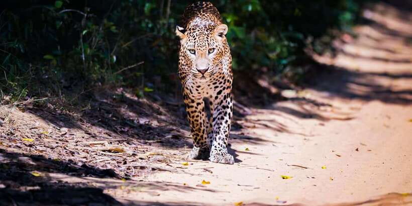Anuradhapura: Full-Day Wilpattu All Inclusive Private Safari - The customized jeep and private group setup