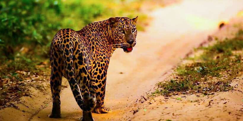 Anuradhapura: Full-Day Wilpattu All Inclusive Private Safari - A full-day search for leopards