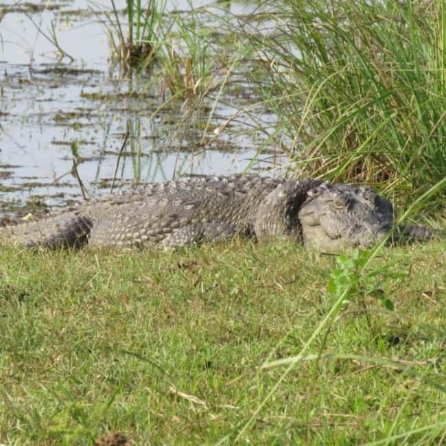 Anuradhapura: Full-Day Wilpattu All Inclusive Private Safari - Wildlife beyond the leopard