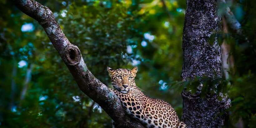 Anuradhapura: Full-Day Wilpattu All Inclusive Private Safari - Breakfast, picnic lunch, and the long middle of the day