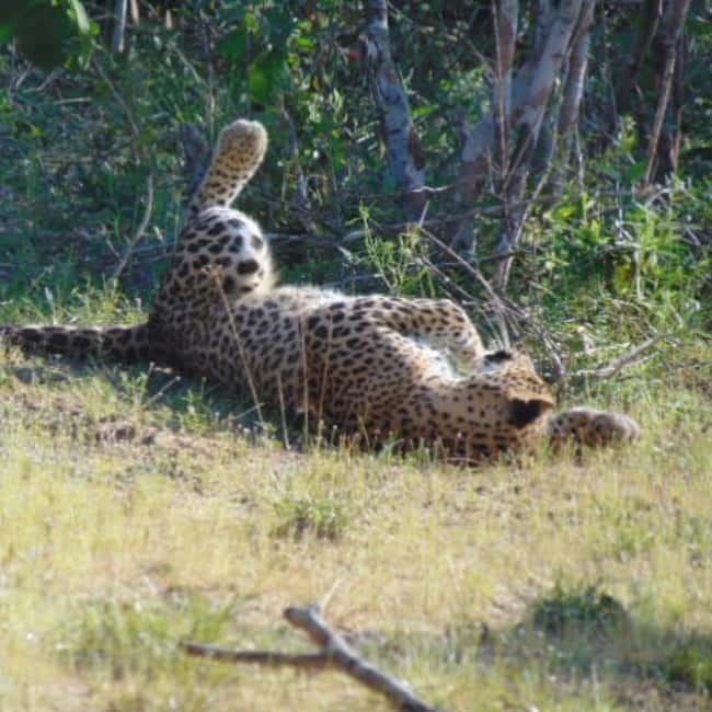 Anuradhapura: Full-Day Wilpattu All Inclusive Private Safari - Comfort, access, and practical limits