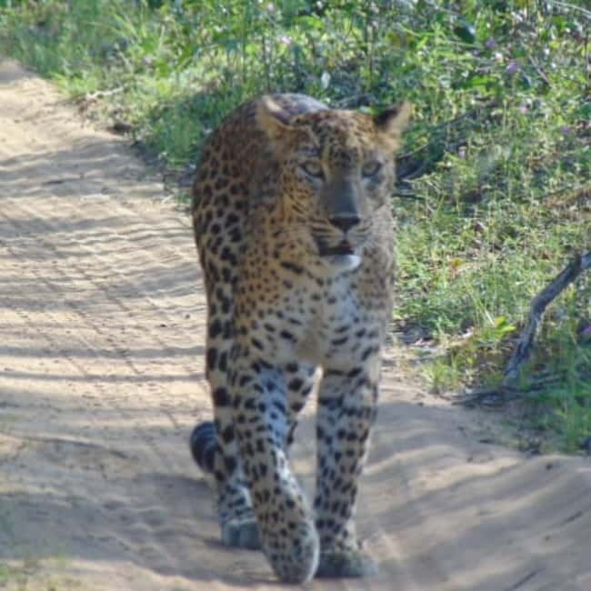 Anuradhapura: Full-Day Wilpattu All Inclusive Private Safari - Who will enjoy this safari most
