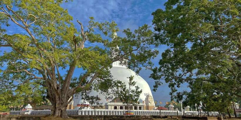 Anuradhapura Private Ancient City Day Tour - Sri Maha Bodhi and the living heart of the city