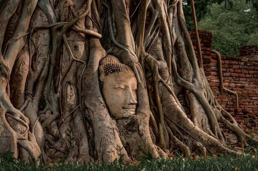 Ayutthaya Private Guided Day Tour, 4 Ancient Temples - Who should book this Ayutthaya tour?