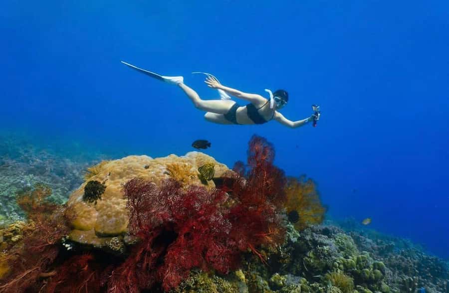 Bali/Amed: Underwater Temple Snorkeling Experience - What makes this Amed outing worth your time