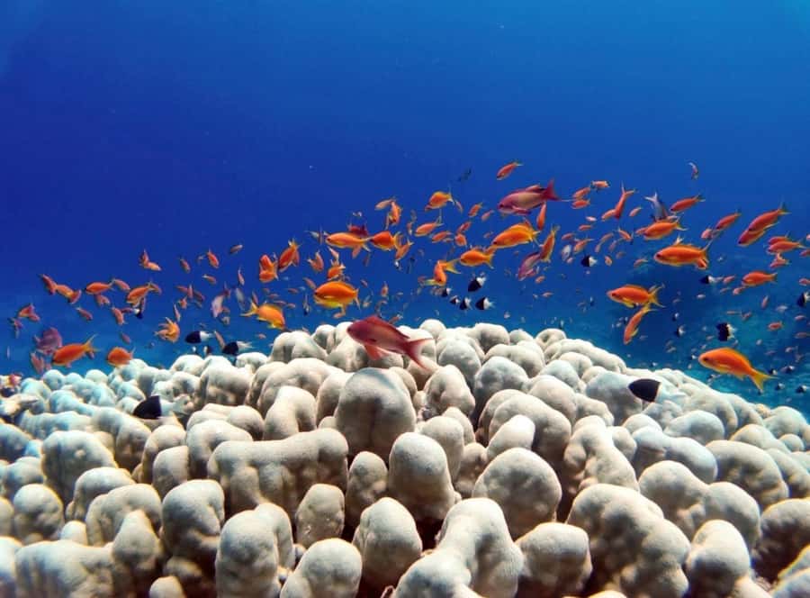 Bali/Amed: Underwater Temple Snorkeling Experience - Turtle Point and the best chance for wildlife