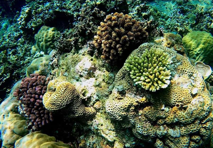 Bali/Amed: Underwater Temple Snorkeling Experience - Is $40 a fair price?
