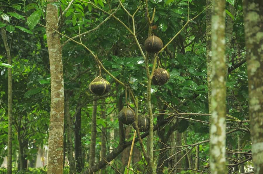 Bali/Batur: Mystical & Burial Rituals Tour with Kehen Temple - Kehen Temple and the steps of heaven