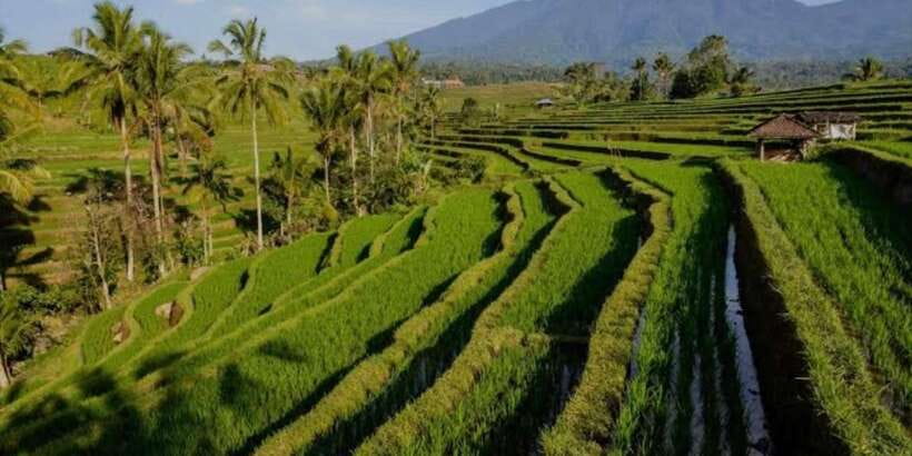 Bali: Bedugul, Jatiluwih, Taman ayun, Tanah lot private tour - What the private car adds to the day