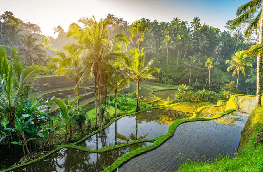Bali: Besakih Great Temple Tour with Waterfal & Rice Terrace - Tegalalang’s terraces and the subak system