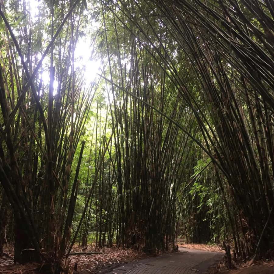 Bali : Eastern Bali and Pura Besakih Temple Tour - What the $42 price really covers
