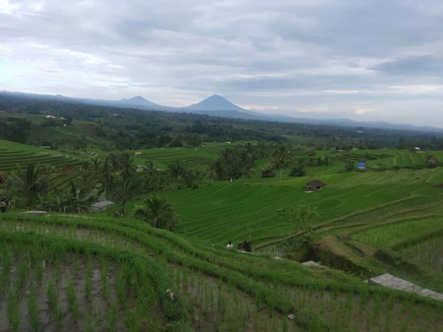 Bali in 1 Day : Iconic temples -UNESCO Sight - All inclusive - The driver-guide can shape the experience