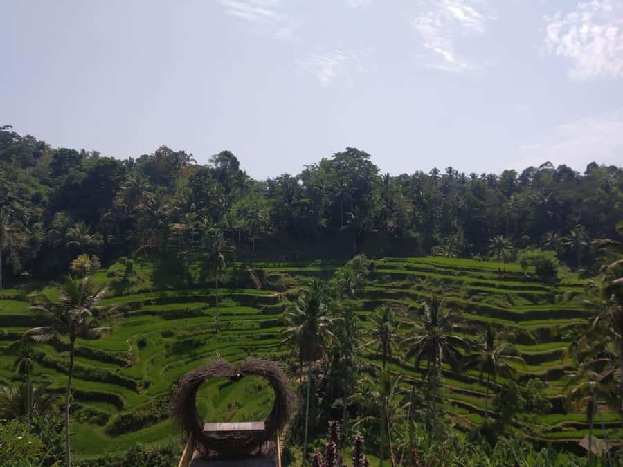 Bali in 1 Day : Iconic temples -UNESCO Sight - All inclusive - The coffee plantation stop, useful but worth understanding