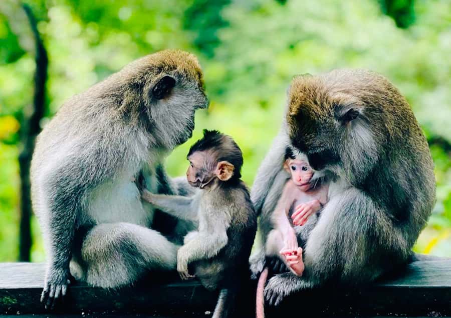Bali: Monkey Forest, Tegalalang, Uluwatu & Kecak Dance Tour - Guides are the difference between a smooth day and a tiring one