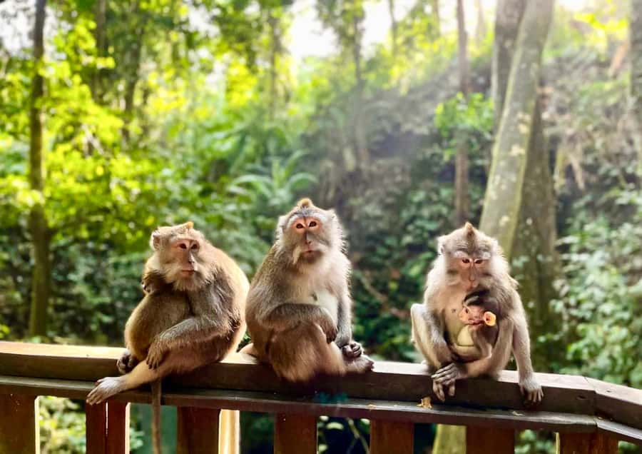 Bali: Monkey Forest, Tegalalang, Uluwatu & Kecak Dance Tour - What to bring and what to expect on the road