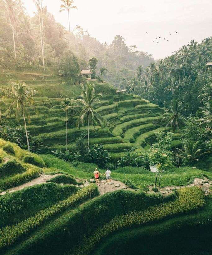 Bali: Rice terrace, Waterfall, and water Temple Day Tour - A full day built around water