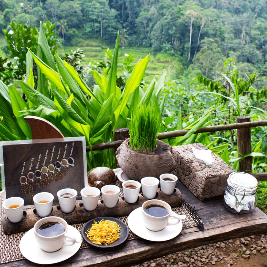 BALI :Sanctuary Monkey forest, rice terrace Water temple - Monkeys and old trees at Sacred Monkey Forest