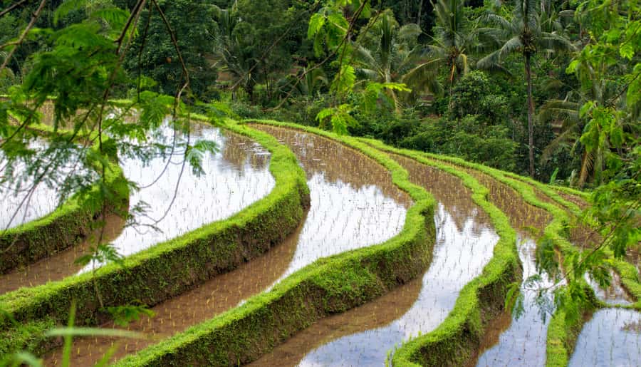 Bali: Tanah Lot, Jatiluwih Terrace, & Ulundanu Beratan Tour - Key points to know before booking