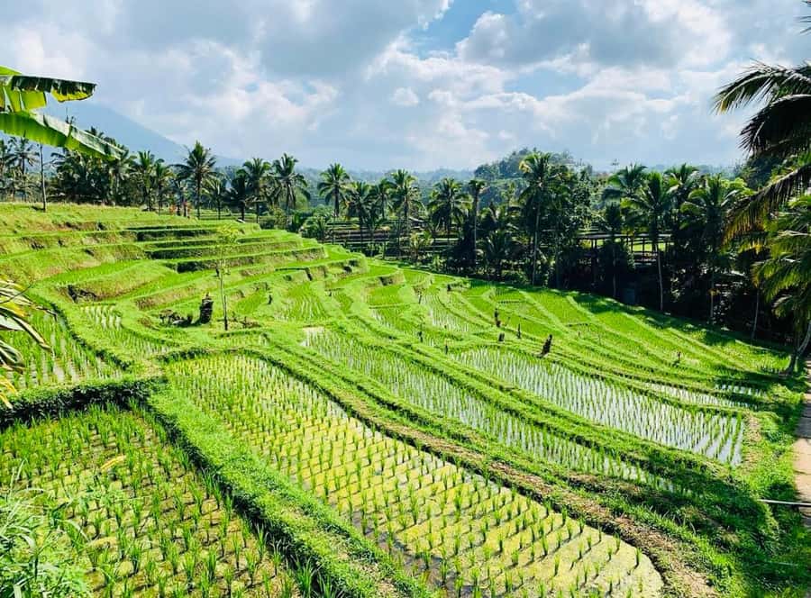 Bali: Tanah Lot, Jatiluwih Terrace, & Ulundanu Beratan Tour - Should you book it?