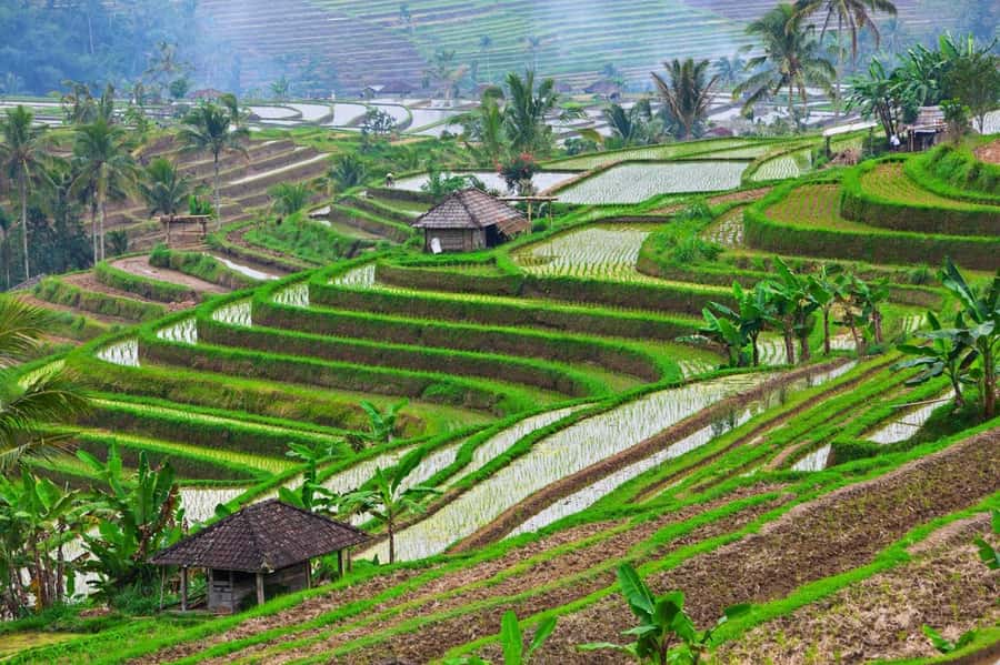 Bali: Tanah Lot, Jatiluwih Terrace, & Ulundanu Beratan Tour - The road time and the role of your guide