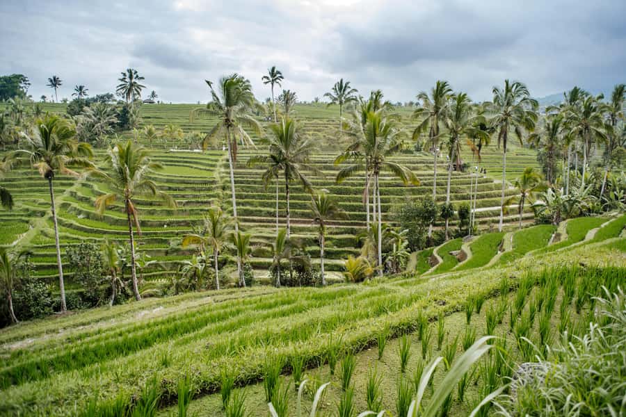 Bali: Tanah Lot UNESCO World Heritage Sites Full-Day Tour - Key points to know before you go