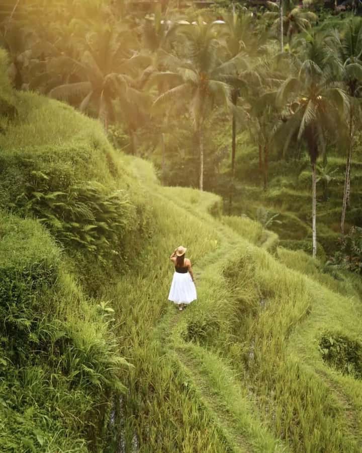 Bali ubud : monkey forest, waterfall , temple - Tegalalang Rice Terrace and the farming scene
