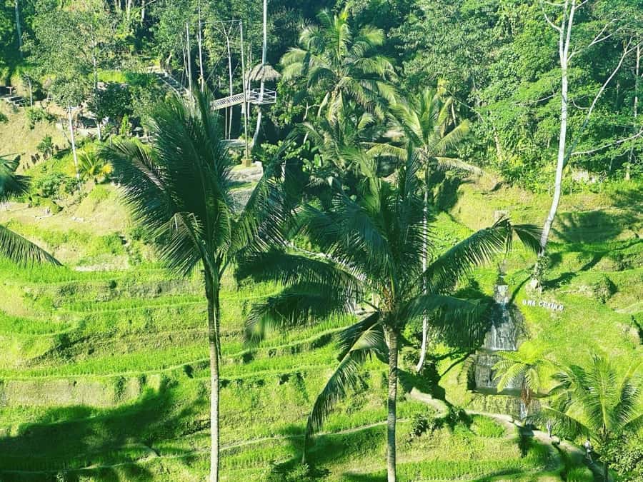 Bali ubud : monkey forest, waterfall , temple - Taking the swing without losing sight of the place