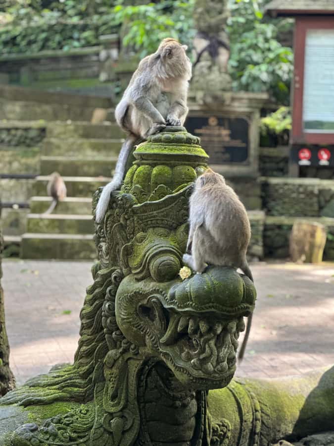 Bali ubud : monkey forest, waterfall , temple - Starting with the Sacred Monkey Forest