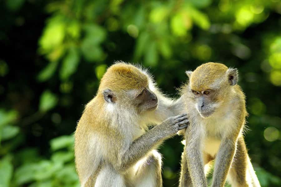 Bali: Ubud, Tegalalang, and Tanah Lot Temple Day Trip - Key points at a glance