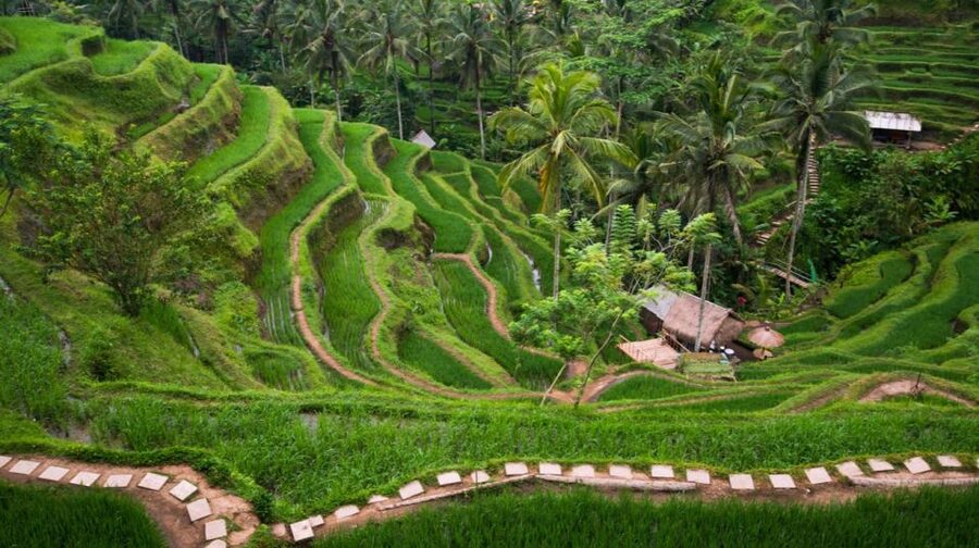 Bali: Ubud, Tegalalang, and Tanah Lot Temple Day Trip - Tegalalang’s rice terraces and the Subak system