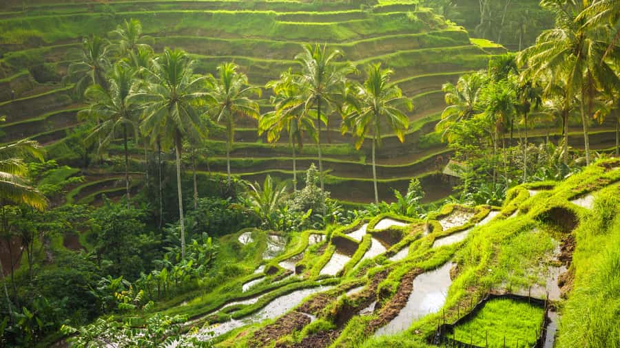 Bali: Ubud, Tegalalang, and Tanah Lot Temple Day Trip - The guide makes the biggest difference