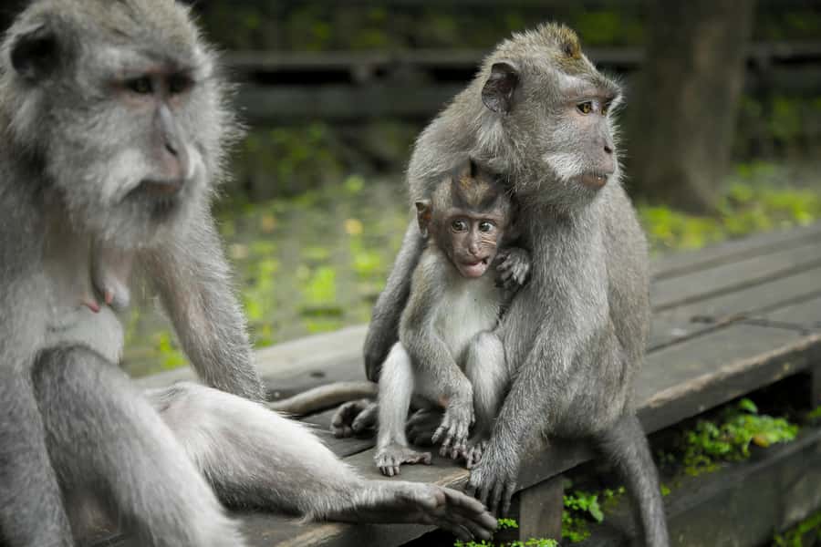 Bali: Ubud, Tegalalang, and Tanah Lot Temple Day Trip - Time in the car is part of the deal