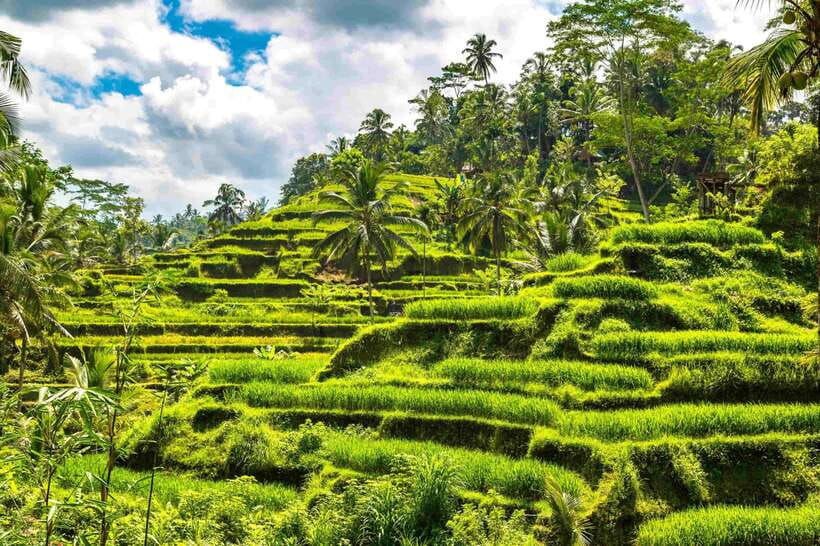Bali: Ubud Tour with Tirta Empul Temple and Rice Terrace - Tirta Empul Temple: the cultural heart of the day