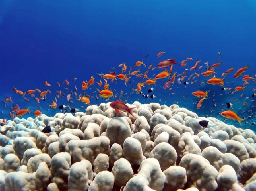 Bali: Underwater Sea Walk, Uluwatu Temple, and Kecak Dance - Who will enjoy this Bali combination