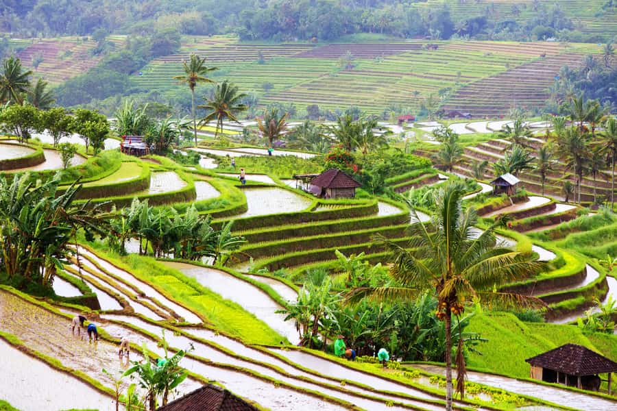 Bali: Water Temple, Waterfalls and Unesco Rice Terrace Tour - Banyumala Waterfall rewards the short trek