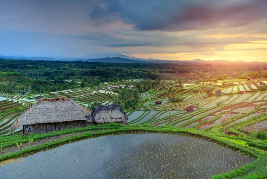 Bali: Water Temple, Waterfalls and Unesco Rice Terrace Tour - What the $36 price really covers