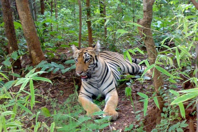 Bandipur Tiger Reserve with Somnathpur Temple Tour - Why this two-day Bandipur plan works