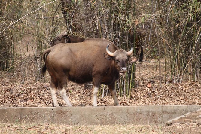 Bandipur Tiger Reserve with Somnathpur Temple Tour - Who will enjoy this experience most