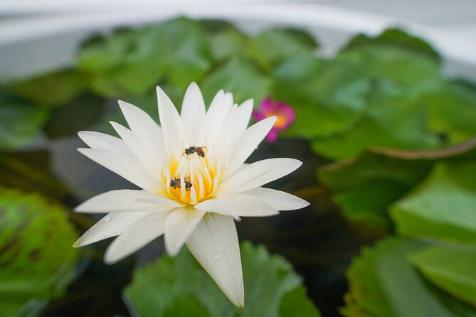 Bangkok Wat Pho and Flower Market Historical Walking Tour - Pak Khlong Talad is a colorful final stop