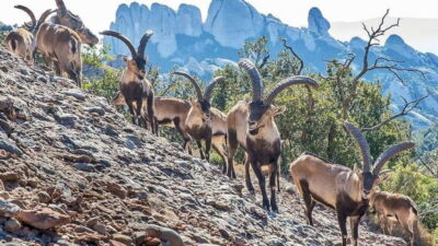 Montserrat Monastery and Natural Park Day Trip