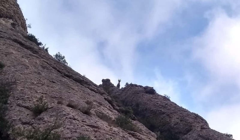 Barcelona: Montserrat Monastery and Natural Park Guided Tour - Who should book this Montserrat tour